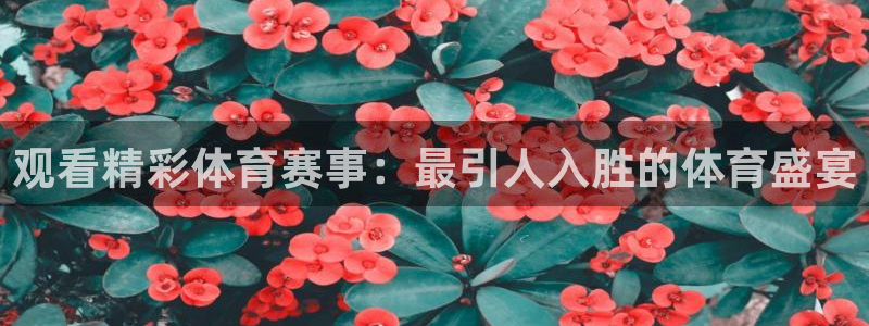 观看精彩体育赛事：最引人入胜的体育盛宴