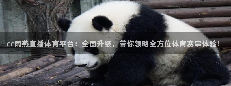 cc雨燕直播体育平台：全面升级，带你领略全方位体育赛事体验！