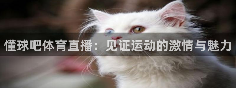 懂球吧体育直播：见证运动的激情与魅力